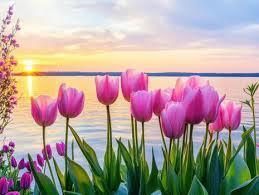 tulips by the lake