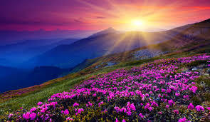 mountain sunrise with flowers