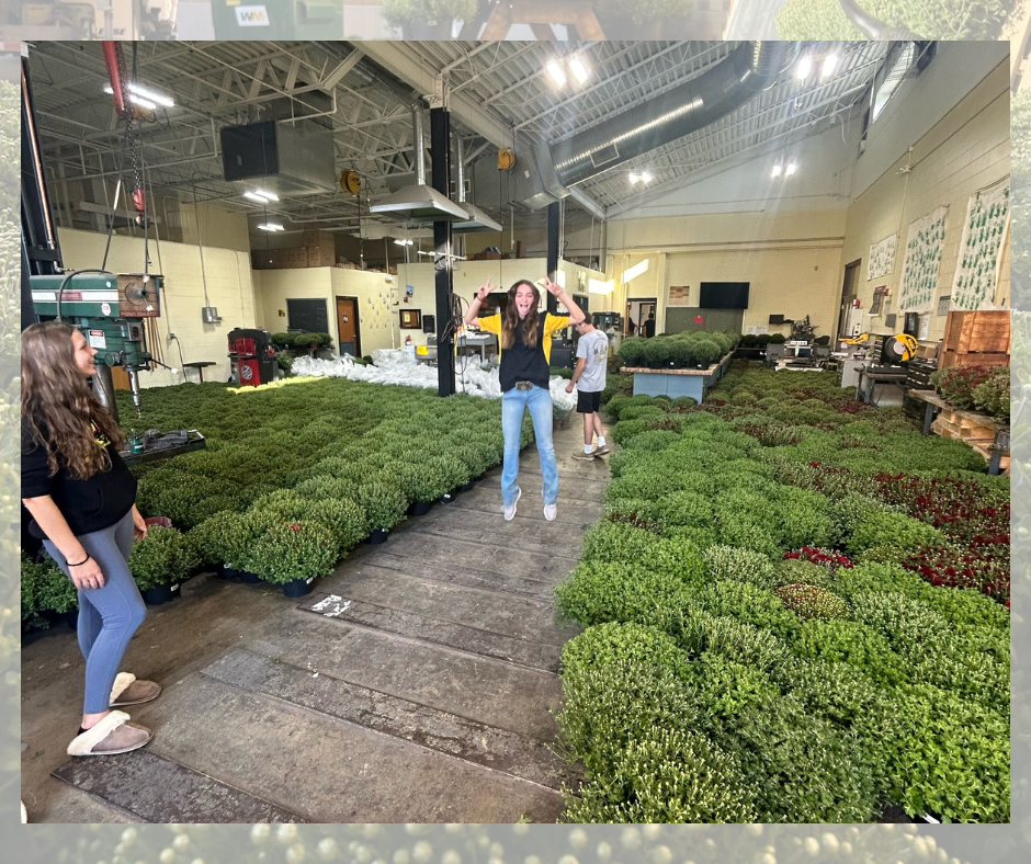 FFA Mum Sale