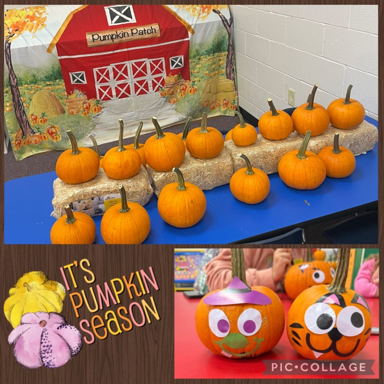 little squires pumpkin patch day at school !