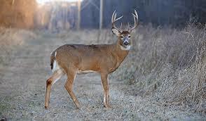 white tailed deer