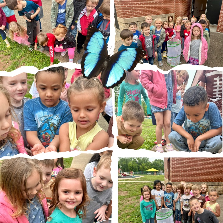 butterflies 