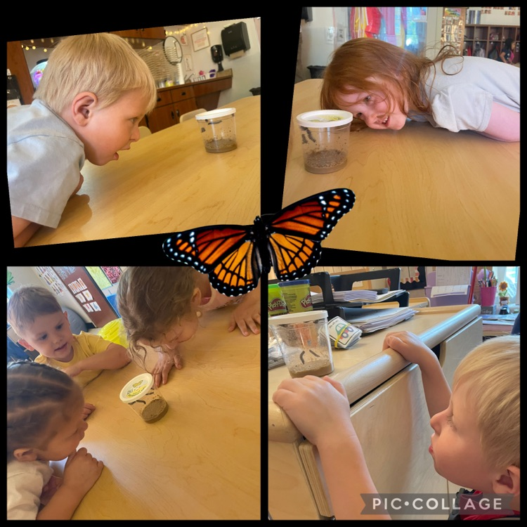 butterflies 