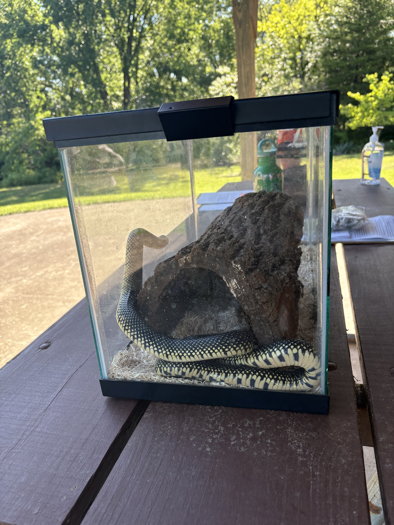 A snake in a glass enclosure