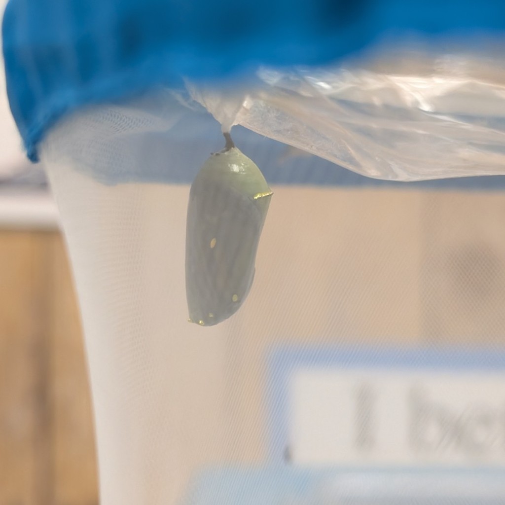 Chrysalis