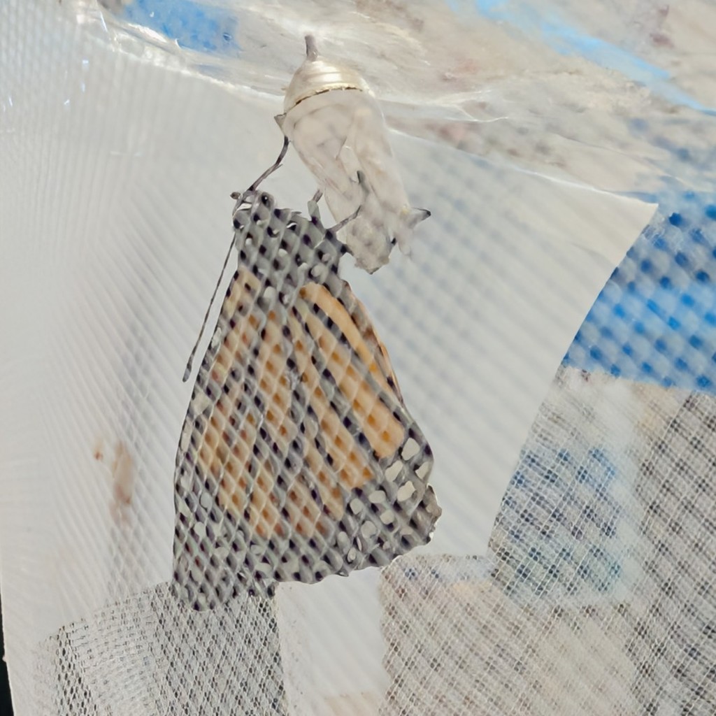 Butterfly #2