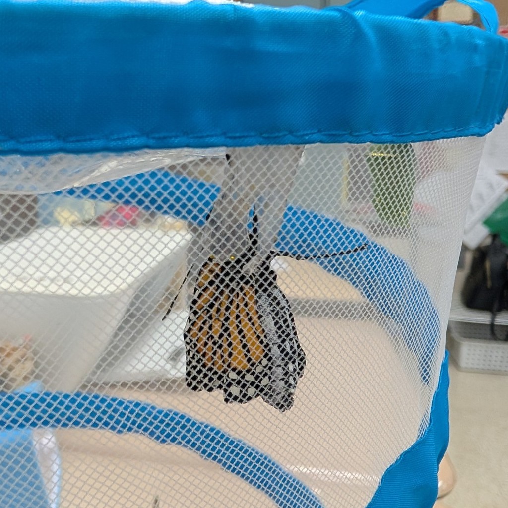 Butterfly #1