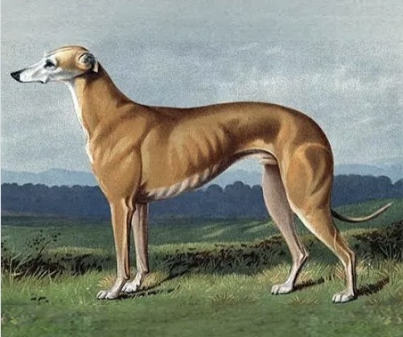 rockets versus greyhounds