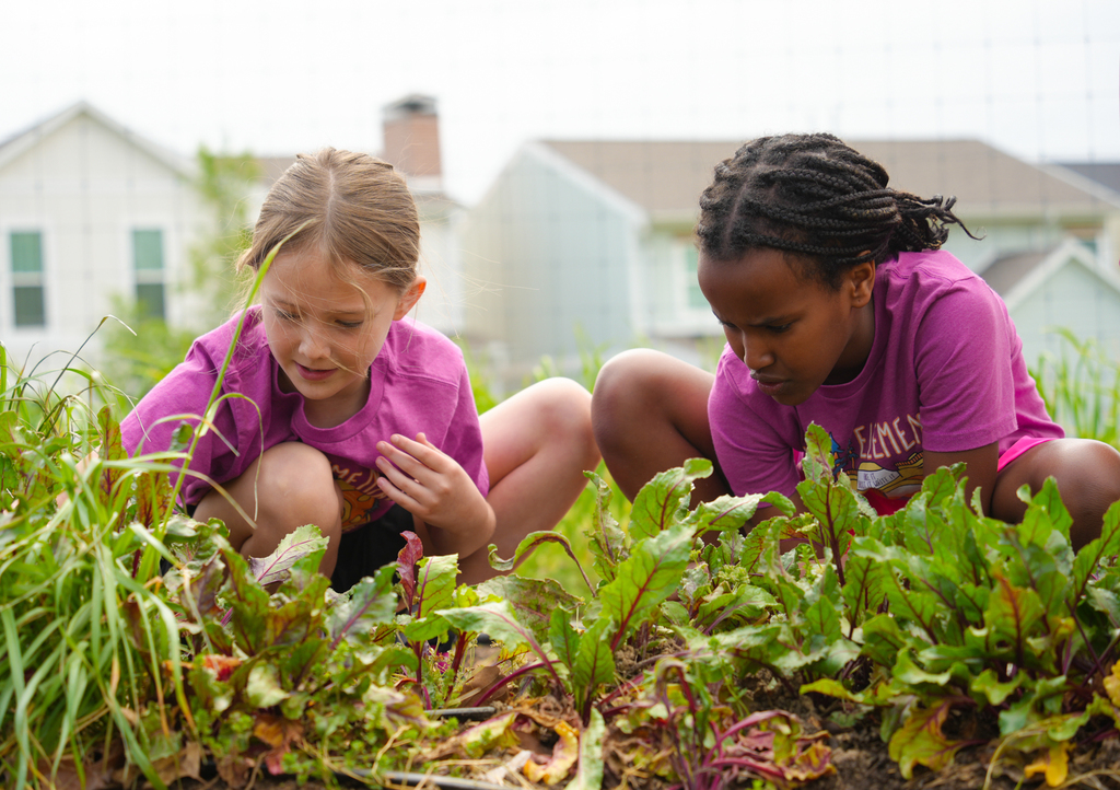 Holcomb 4th grade students work on the Apple Seeds farm picking fresh vegetables and preparing them to eat.