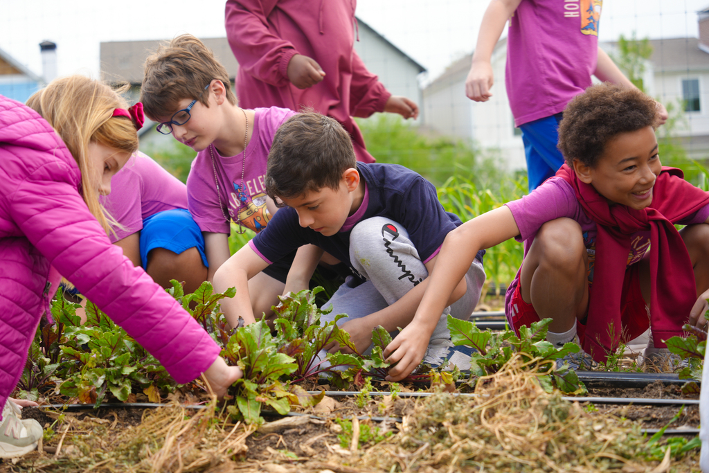 Holcomb 4th grade students work on the Apple Seeds farm picking fresh vegetables and preparing them to eat.