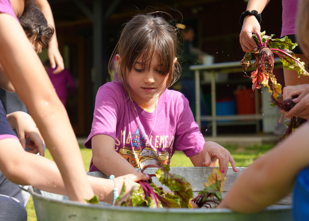 Holcomb 4th grade students work on the Apple Seeds farm picking fresh vegetables and preparing them to eat.