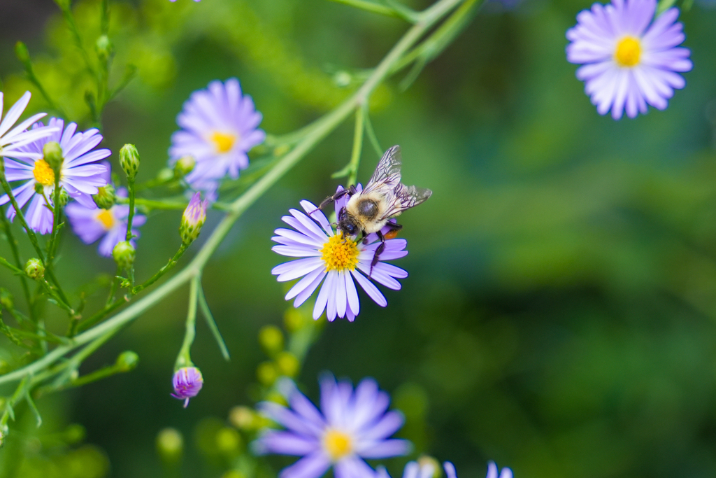 The Fayetteville High School Environmental Science classes recently established a “no mow” zone in the FHS courtyard which supports biodiversity and encourages pollinators and native plants to thrive.