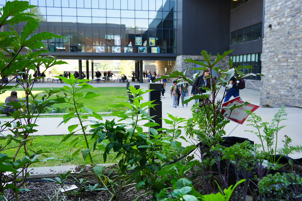 The Fayetteville High School Environmental Science classes recently established a “no mow” zone in the FHS courtyard which supports biodiversity and encourages pollinators and native plants to thrive.