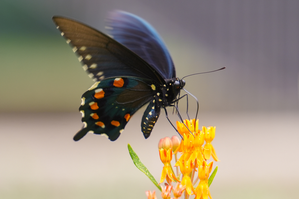 The Fayetteville High School Environmental Science classes recently established a “no mow” zone in the FHS courtyard which supports biodiversity and encourages pollinators and native plants to thrive.