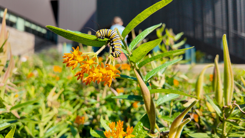 The Fayetteville High School Environmental Science classes recently established a “no mow” zone in the FHS courtyard which supports biodiversity and encourages pollinators and native plants to thrive.