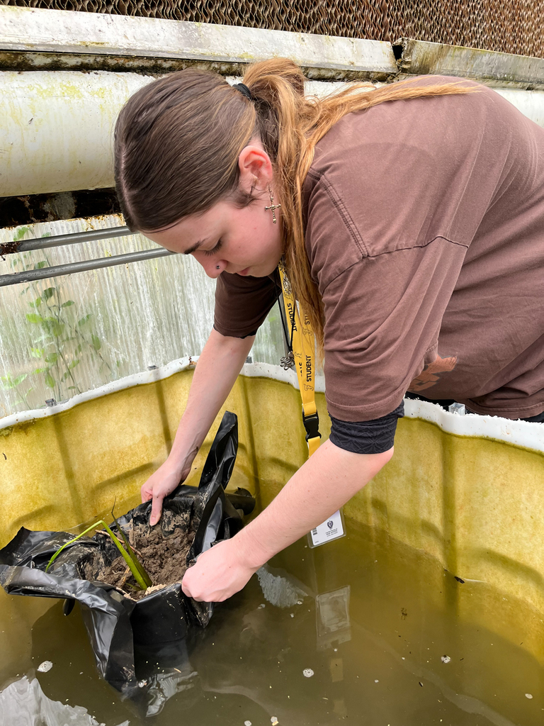 This year marks another exciting collaboration with our region's fisheries biologist, Jonathan Stein. FHS students are hard at work utilizing the school's greenhouses to grow native aquatic plants, all in an effort to improve fish habitats right here in Northwest Arkansas.