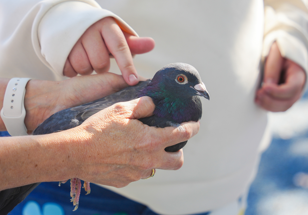 Students in Mr. Bowers’ class have been exploring how the structures of living things help them survive and thrive. They got an up-close look at homing pigeons, examining the birds’ beaks, wings, and feet while discussing how each feature helps them adapt and survive in their environment. Such an exciting hands-on learning experience! 💜 #fpsteachloveinspire