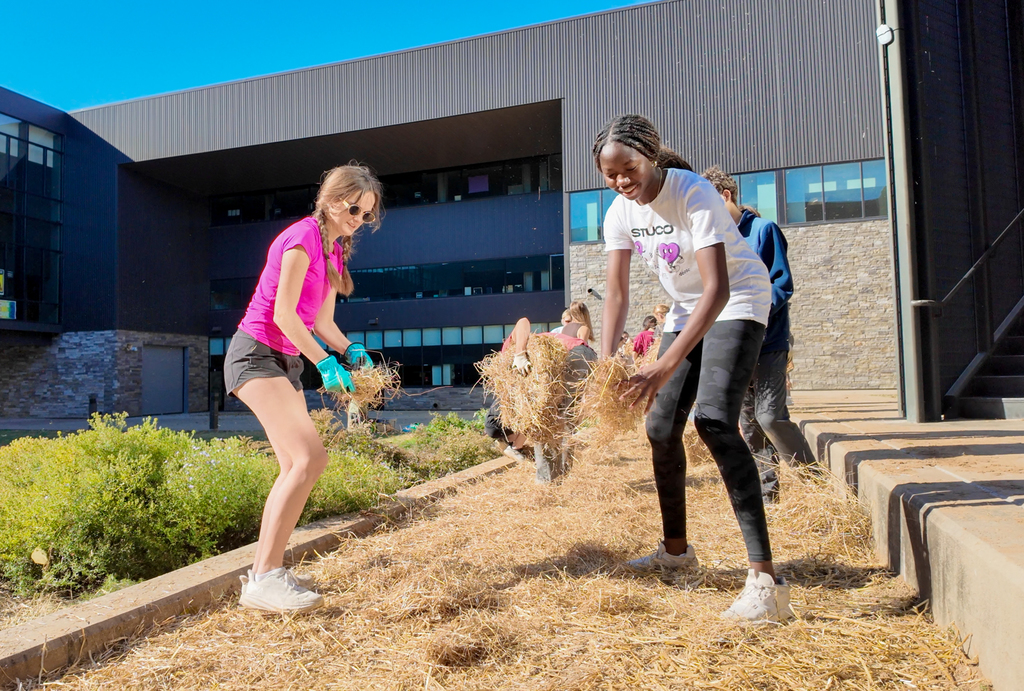 AP Environmental Science students from FHS spent the weekend advancing two student-led sustainability projects, including a new “No Mow” area in the FHS courtyard and ongoing invasive species removal at McNair.