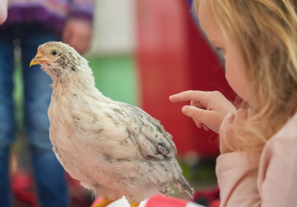 Happy Hollow Elementary has chickens! 🐔 Students have been exploring the fascinating world of eggs, learning about incubating, hatching, and caring for them as well as different breeds. 