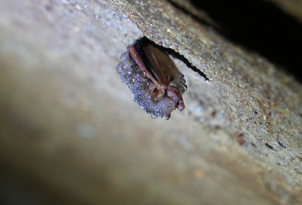  John L Colbert Middle School Outdoor Adventure students explored Cosmic Caverns near Berryville, diving into geology and cave formation during a guided tour.
