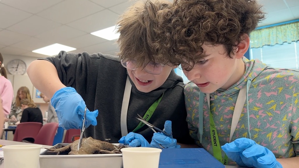 Two children examine an animal skeleton, wearing blue gloves and glasses. They are seated at a table.