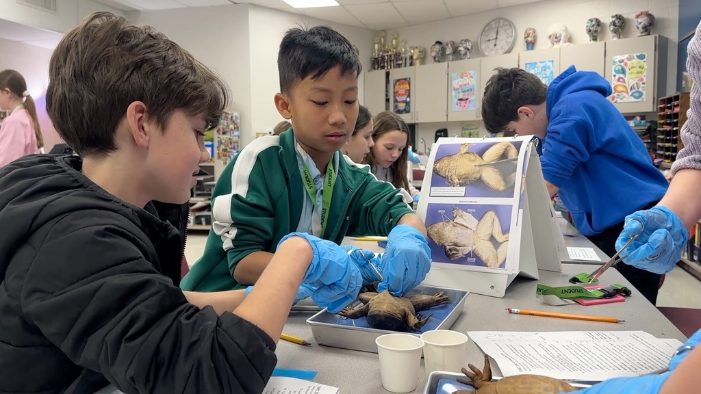 A group of children wear blue gloves and examine a frog in a classroom.