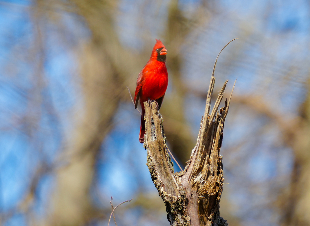 Fayetteville Public Schools partners with Arkansas Game and Fish Commission at the J.B. and Johnelle Hunt Family Ozark Highlands Nature Center to give Fayetteville High School biology students an unforgettable hands-on experience through the School of Conservation Leadership program.