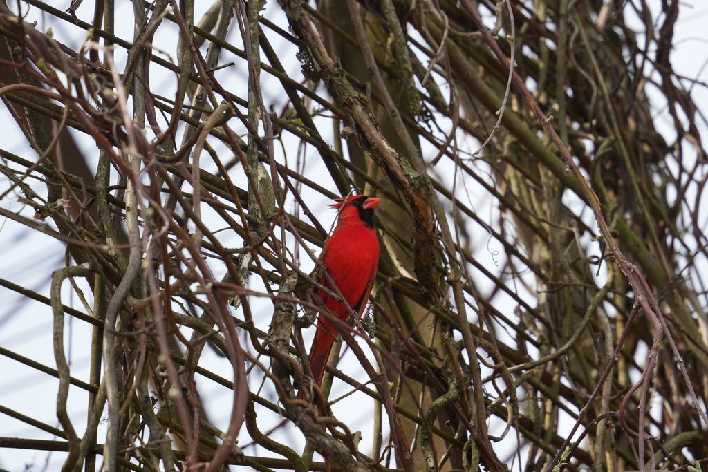 Our elementary Gifted & Talented students had the opportunity to extend their learning beyond the classroom this week during a visit to the Fayetteville Garden of the Ozarks. 