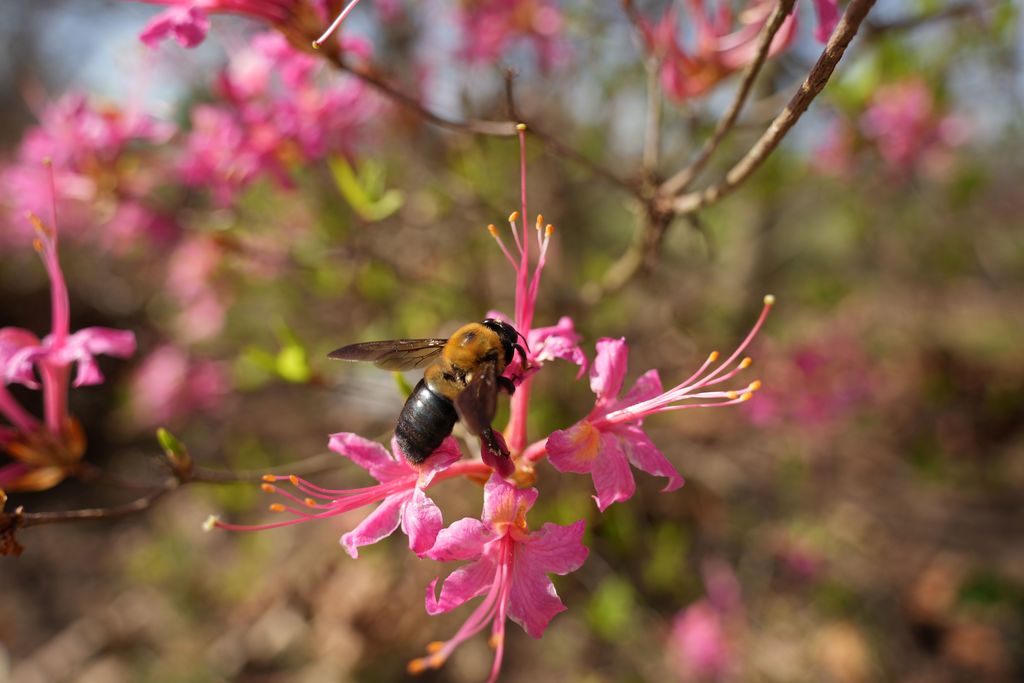 Our elementary Gifted & Talented students had the opportunity to extend their learning beyond the classroom this week during a visit to the Fayetteville Garden of the Ozarks. 