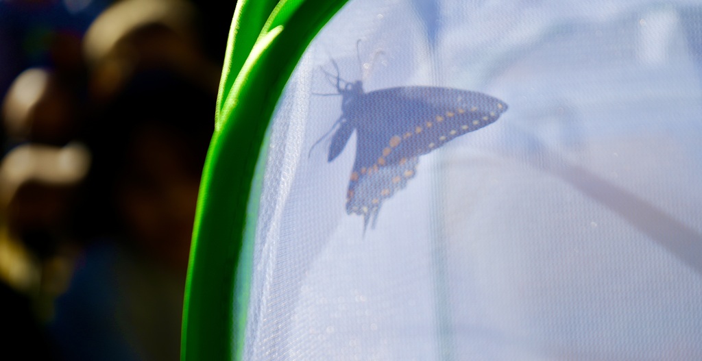 A dark butterfly with light-colored spots on its wings is resting on a net. The net is green and white.