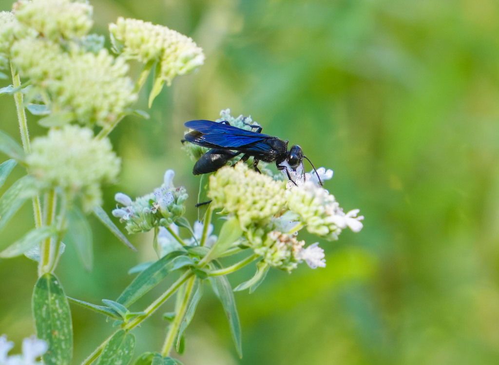 Blue-black wasp resting on a plant with small white flowers. Green background is blurred.
