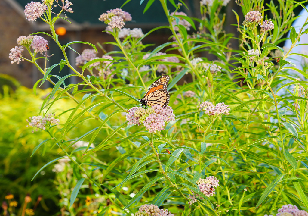 A monarch butterfly rests on pink flowers with green leaves, near a building. Bright sunlight illuminates the scene.