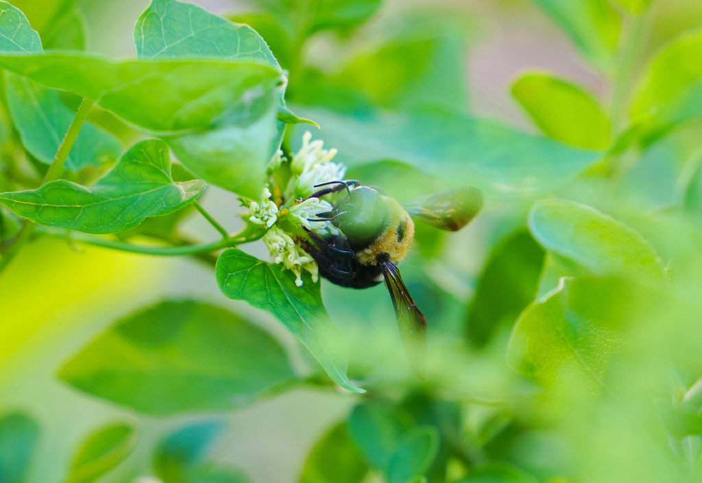 A bumblebee with a yellow and black body is collecting nectar from a flower with white petals.