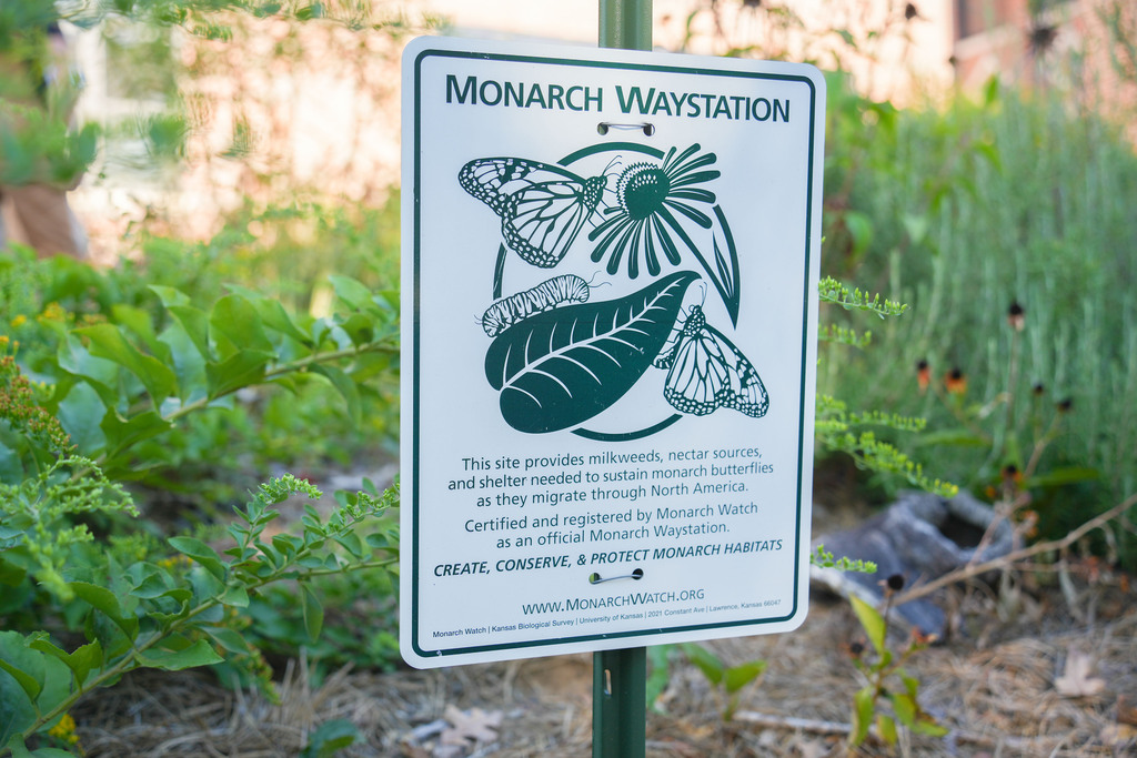 A white sign with green text, reading "MONARCH WAYSTATION", shows images of a monarch butterfly, caterpillar, and flower. It is in a garden.