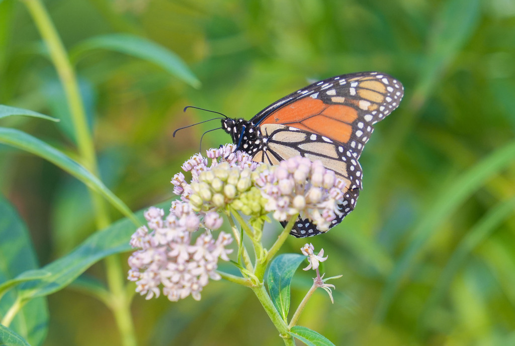 A monarch butterfly with black, orange, and white wings is perched on a plant with pink flowers.
