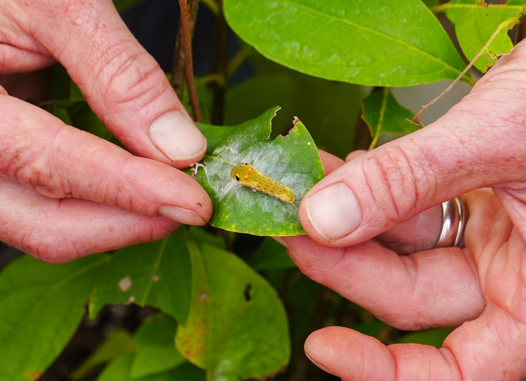 Two hands holding a leaf with a caterpillar on it. The leaf has holes.