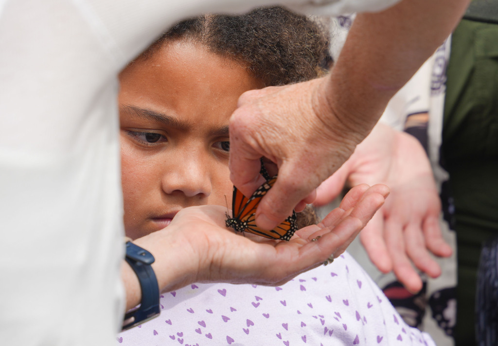 A child with short curly hair holds a butterfly in their hand. A person holds the butterfly over the child's hand.