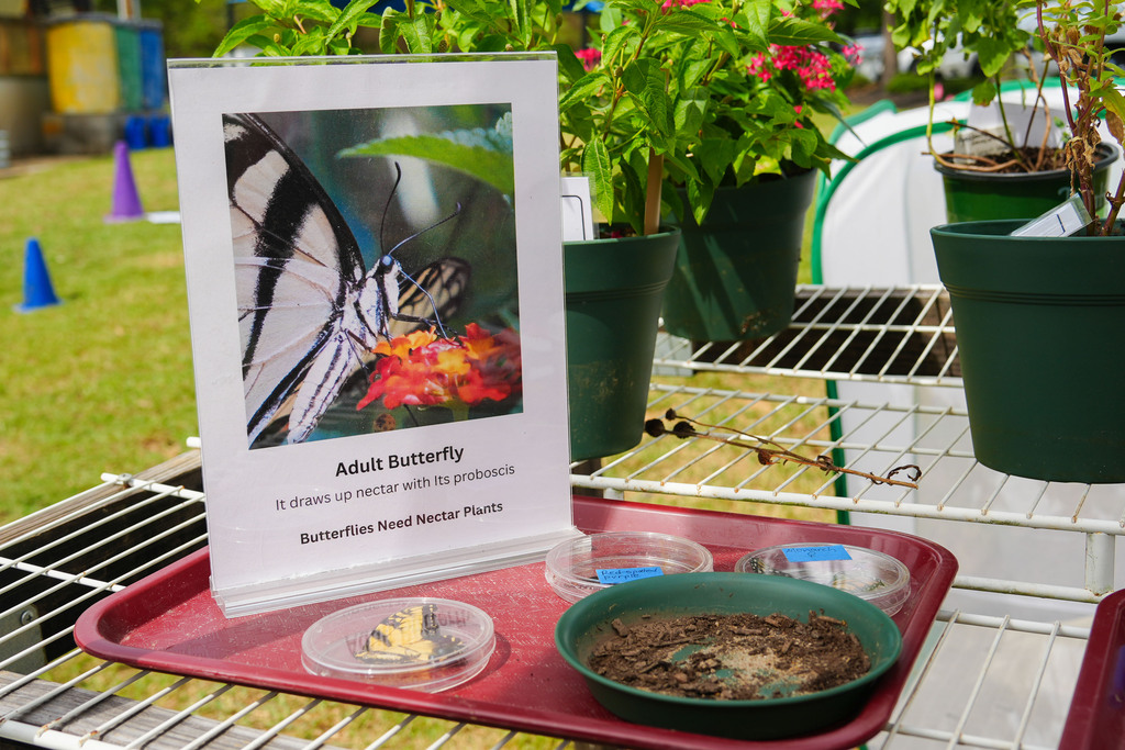 Tray with a butterfly sign and small containers. Potted plants are in the background.
