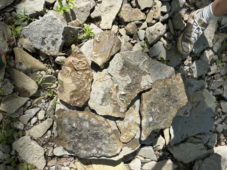 Fossils !