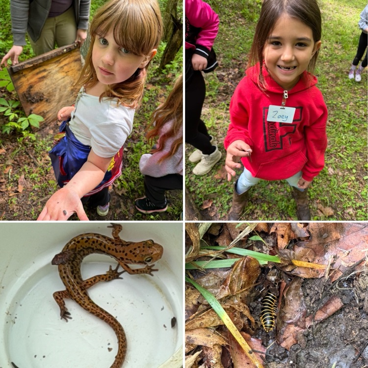 A cool salamander and a Cherry Millipede were both exciting discoveries! 
