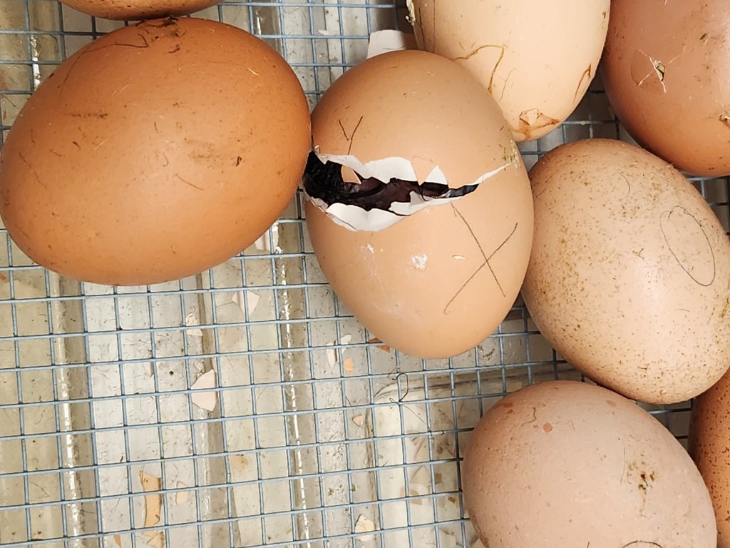 a chicken egg is starting to crack open and we can see a dark chick inside