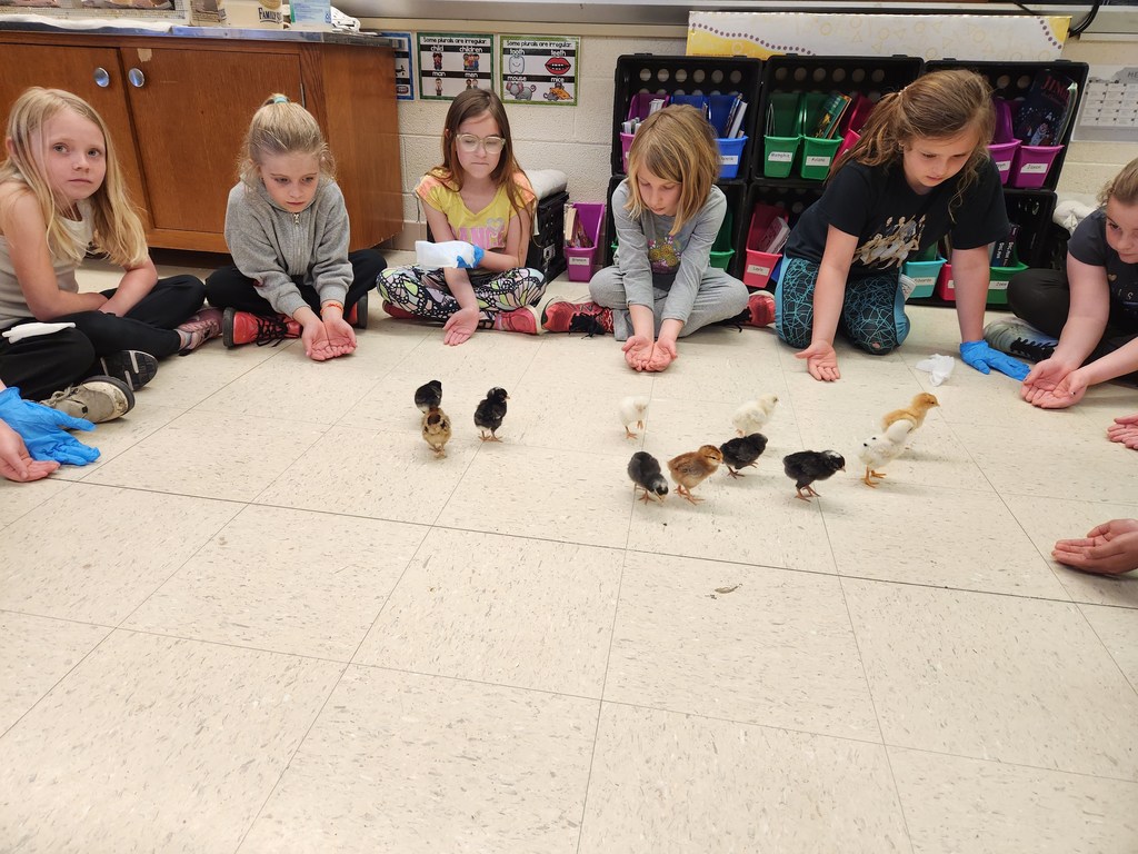 students sit in a circle and watch as the baby chicks waddle around in the middle