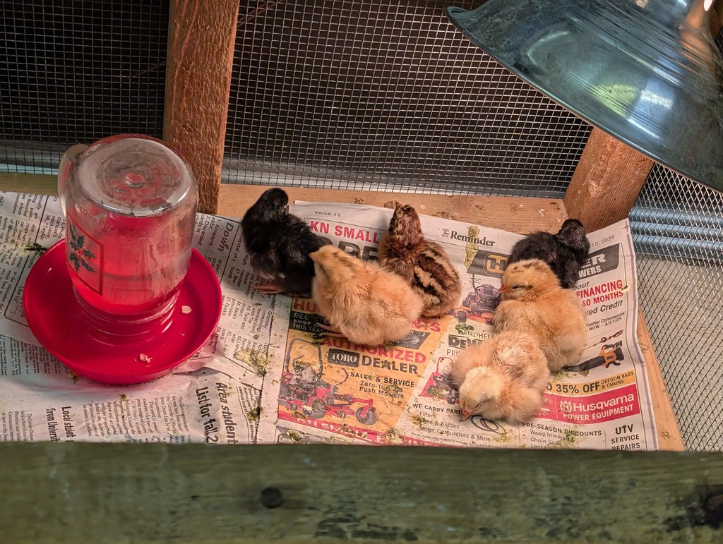 the chickens eat their food in their cage