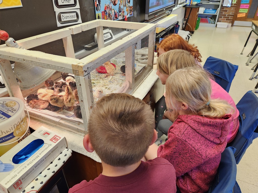 student look in at the chicks in their cage in their classroom