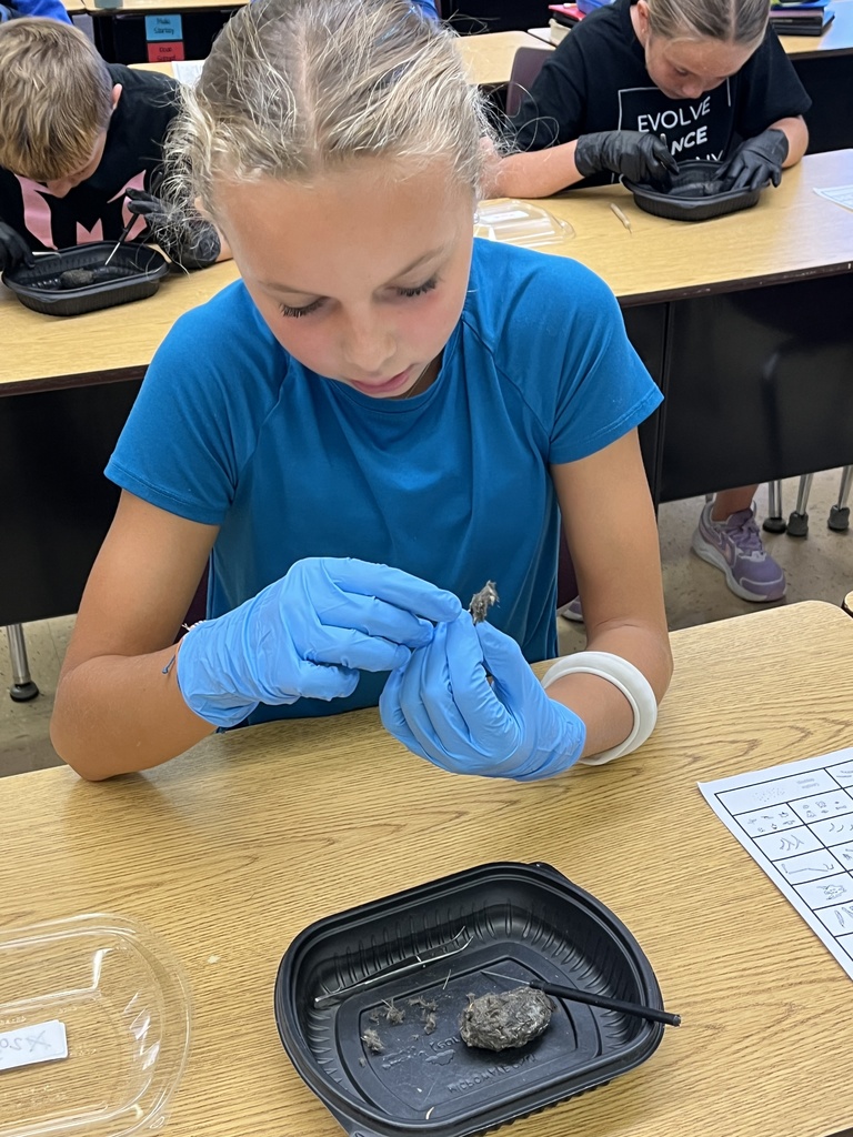 a student disects an owl pellet at his desk over a container