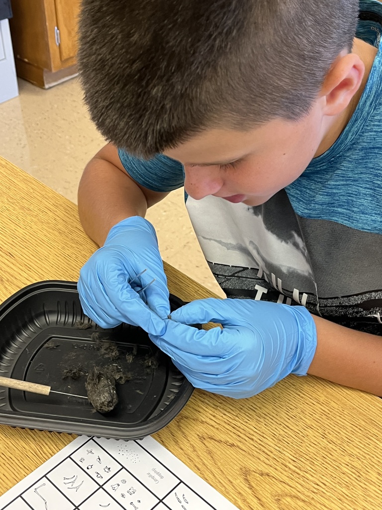 a student dissects an owl pellet at his desk over a container