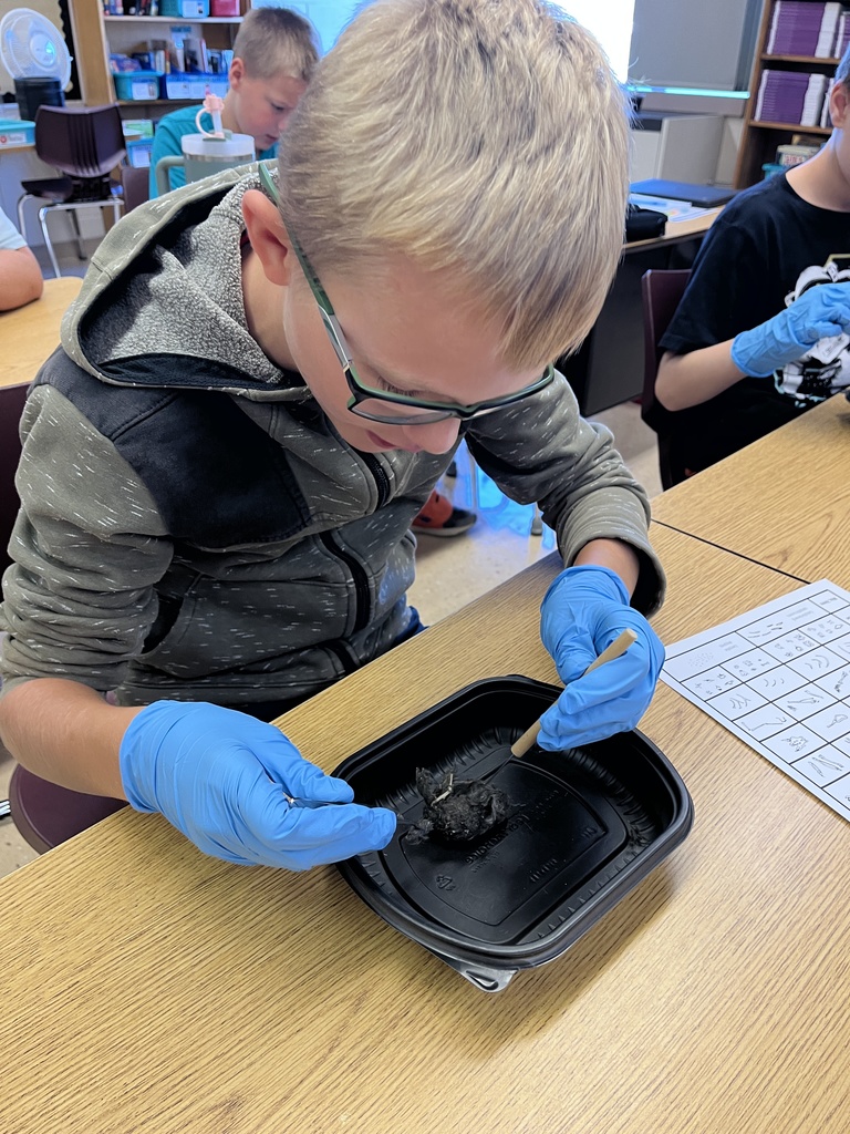 a student dissects an owl pellet at his desk over a container
