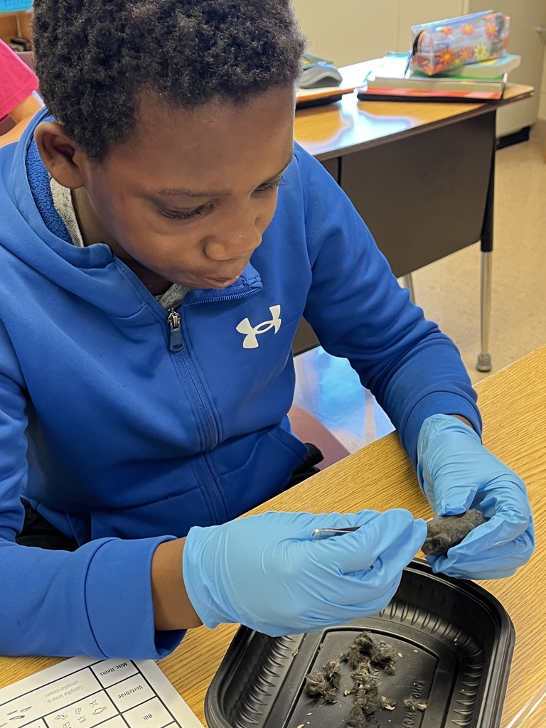 a student disects an owl pellet at his desk over a container