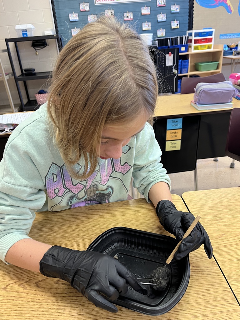 a student dissects an owl pellet at his desk over a container