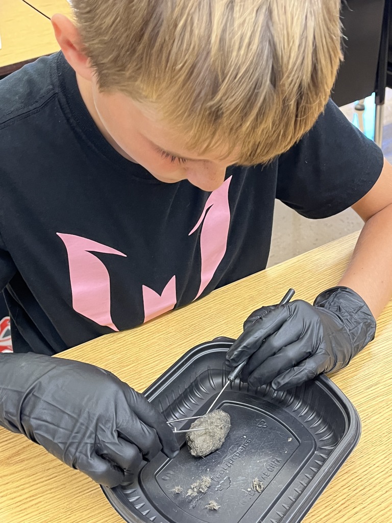 a student dissects an owl pellet at his desk over a container